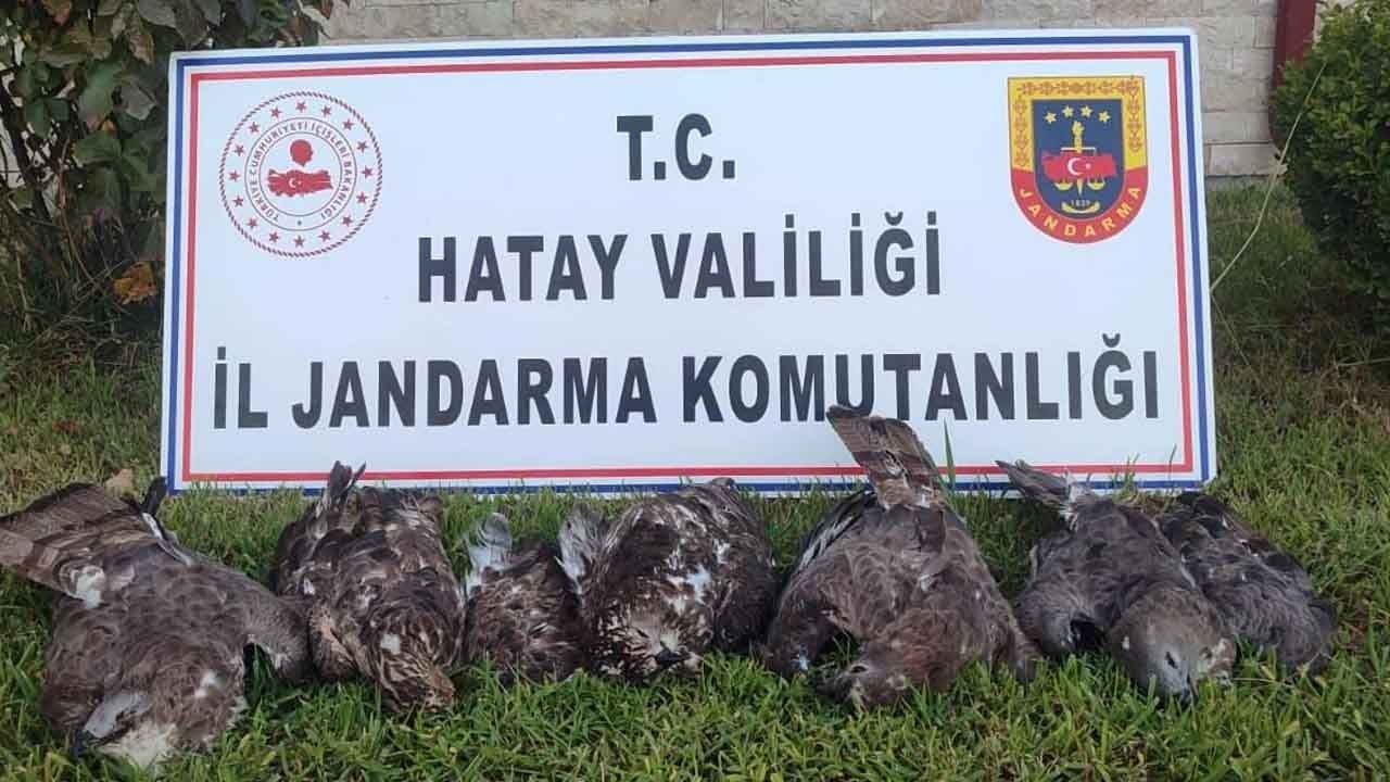 Kaçak avcıya 1,3 bilyon liralık şahin cezası!
