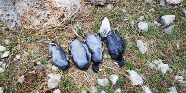 Kaçak avcıya, 4 sakarmeke için 5 bin lira ceza uygulandı