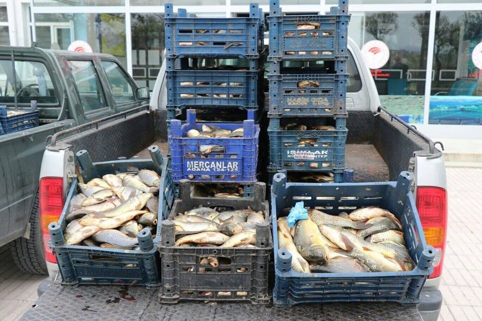 Kaçak avlanan 700 kilo balık ele geçirildi 