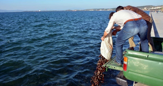 Kaçak deniz patlıcanı avcılarına operasyon