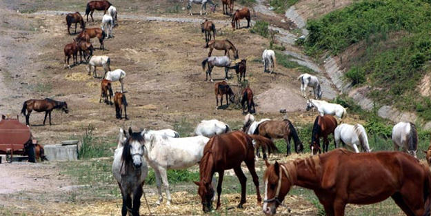Kaçak diye Adalar'a alınmayan atlar kaderine terk edildi