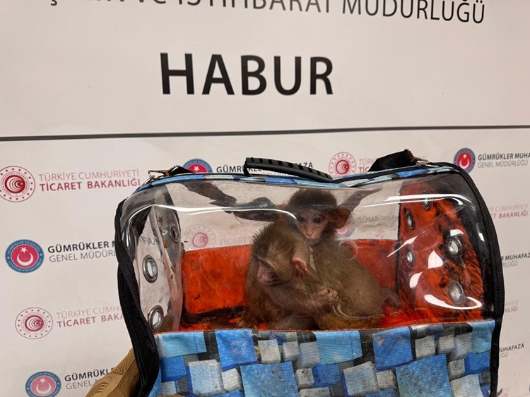 Kaçak giriş yapmak istediler! 85 binden fazla canlı hayvan ele geçirildi