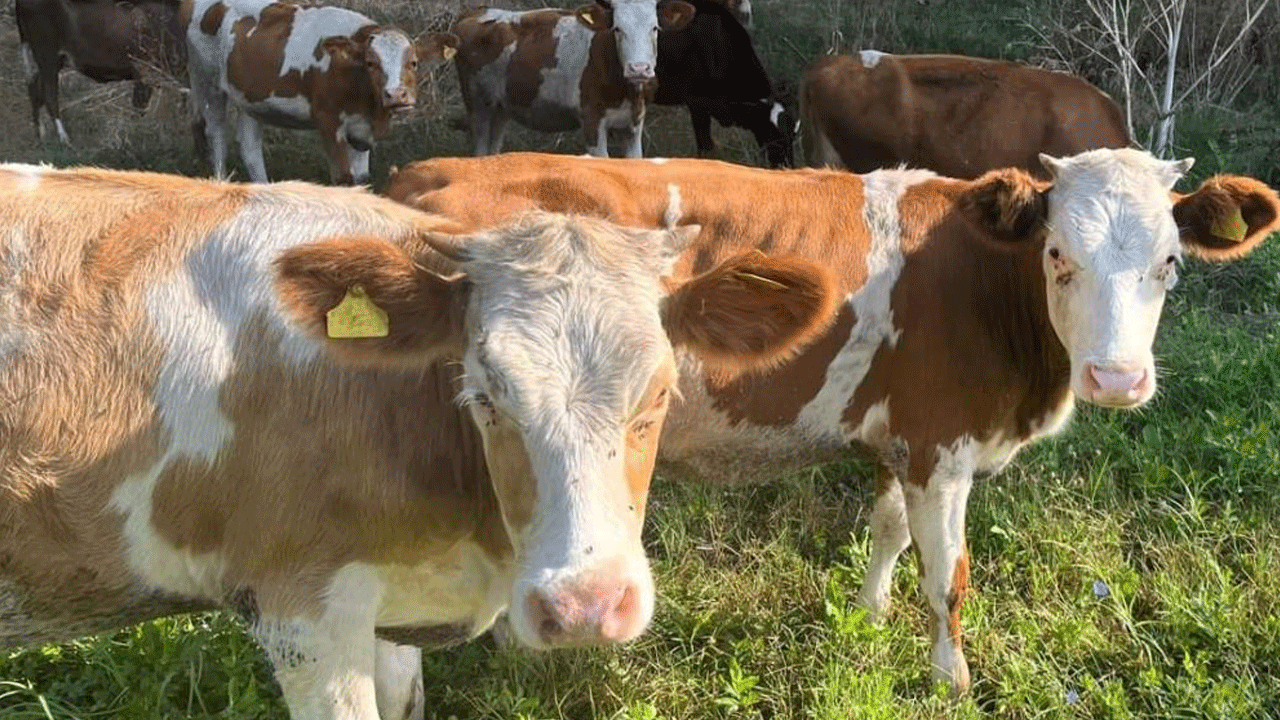 Kaçak hayvan sevkine büyük ceza