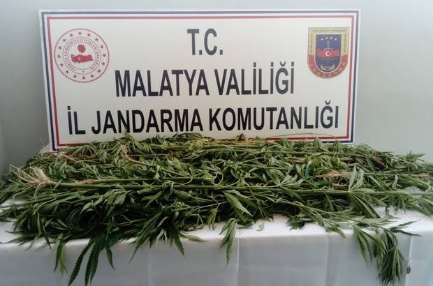 Kaçak kenevir ele geçirildi 