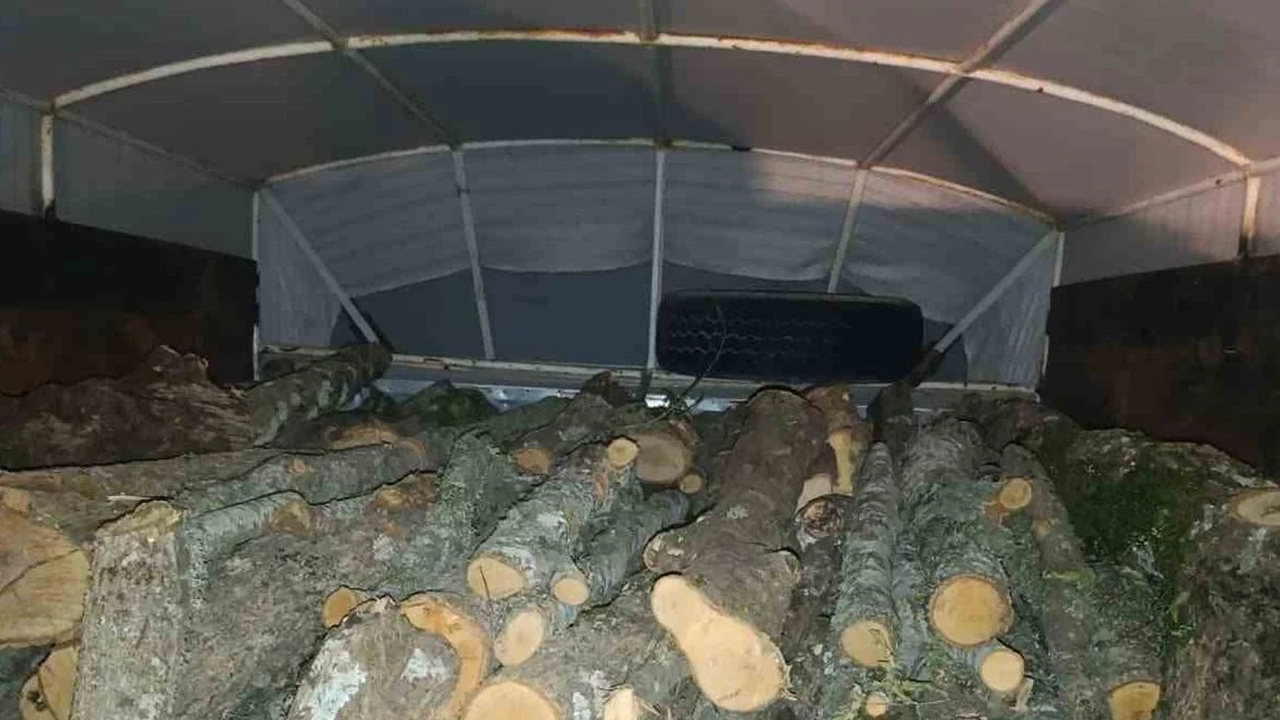 Kaçak kesilen ağaçlara el konuldu