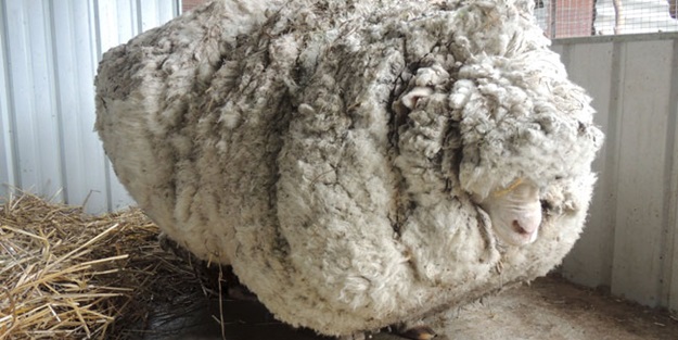 Kaçak koyundan dünya rekoru