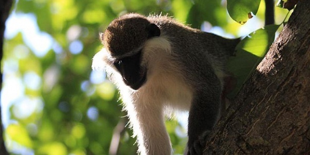 Kaçak maymun yakalandı