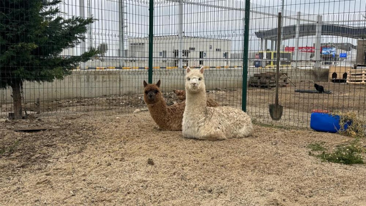Kaçak mobil hayvanat bahçesi gümrüğe takıldı