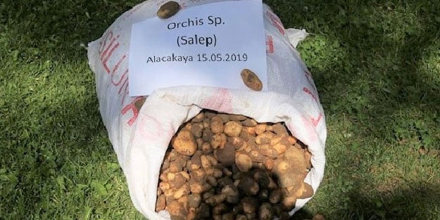 Kaçak olarak toplanan 25 kilo soğana, 300 bin TL ceza kesildi