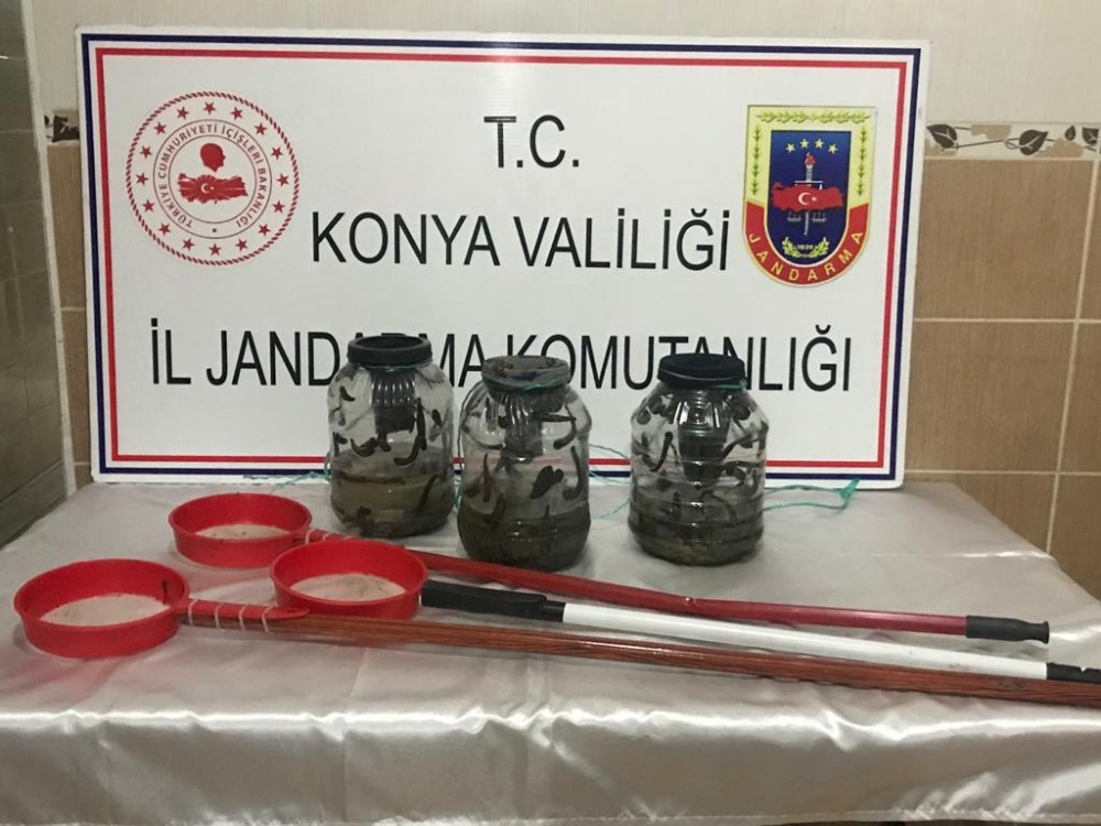 Kaçak sülük avcılarına 221 bin lira ceza 