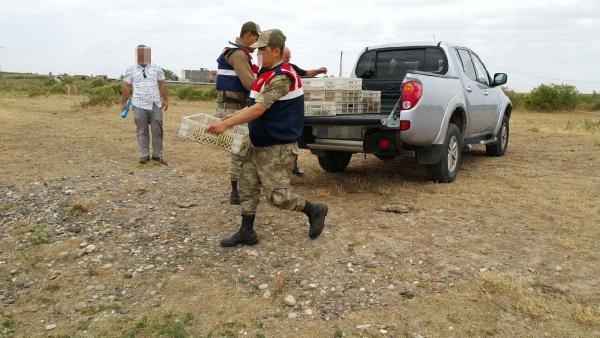 Kaçak yollarla kurbağa avlayan 4 kişi yakalandı
