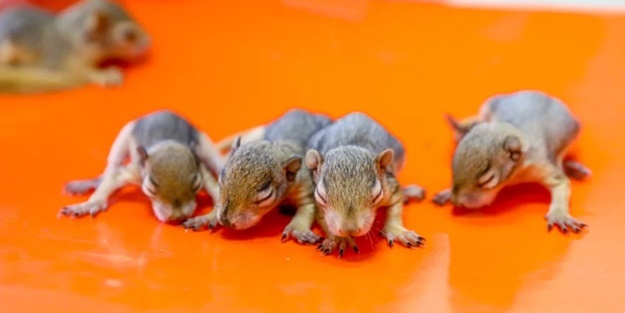Kaçakçılardan kurtarılan yavrular hayata tutunuyor