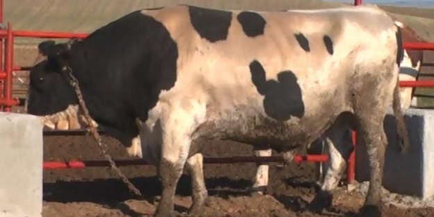 Kaçan boğa 3 kişiyi yaraladı