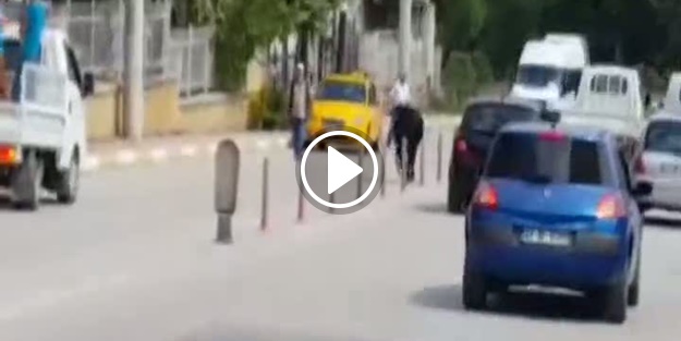 Kaçan boğa sahiplerini peşinden koşturdu