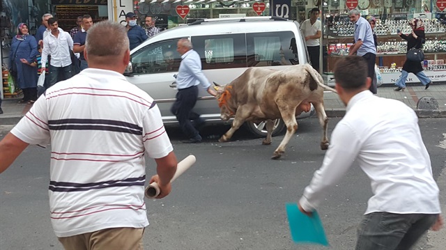 Kaçan boğalar Rize'yi karıştırdılar