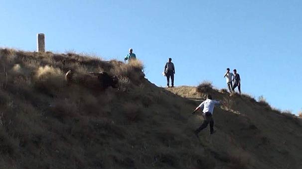 Kaçan boğaya uyuşturucu iğne attı! Sonrasında yaşananlar inanılmaz
