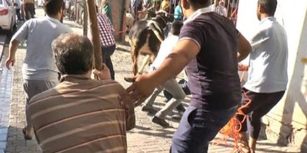 Kaçan dana sahibini ezdi
