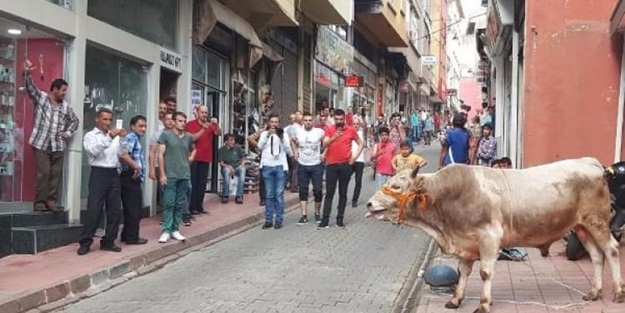 Kaçan danalar Rize'yi birbirine kattı