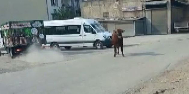 Kaçan danayı kurban yakalama timi yakaladı