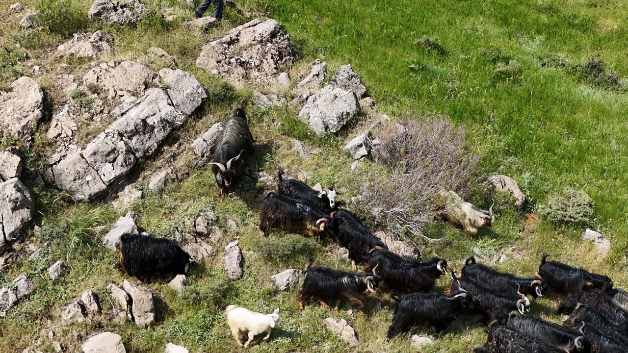 Kaçan keçiler drone ile bulundu