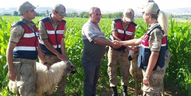 Elazığ'da kaçan kurbanları drone ile buldular