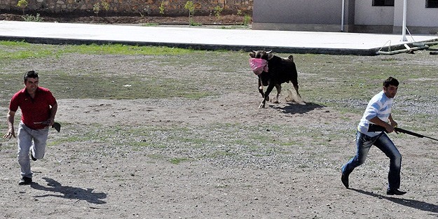 Kaçan kurbanlığı 11 kilometre kovaladılar