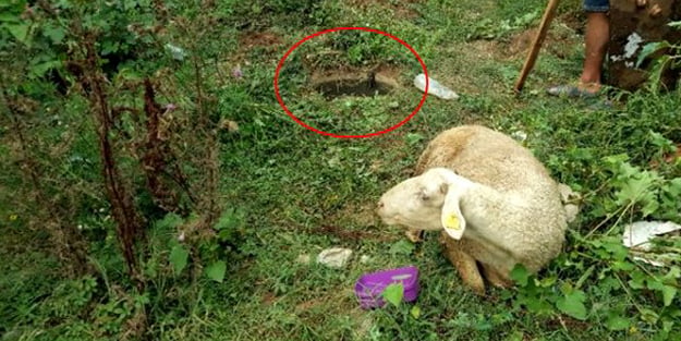 Kaçan kurbanlığı 9 gün sonra buldular