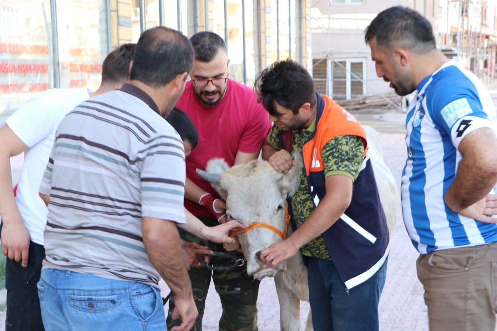 Kaçan kurbanlık boğa sahiplerini 20 kilometre peşinde koşturdu 
