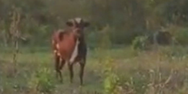 Kaçan kurbanlık boğadan 4 gündür haber yok!
