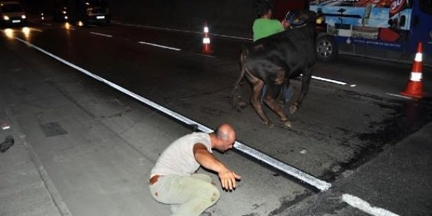 Kaçan kurbanlık dana tünele girince..