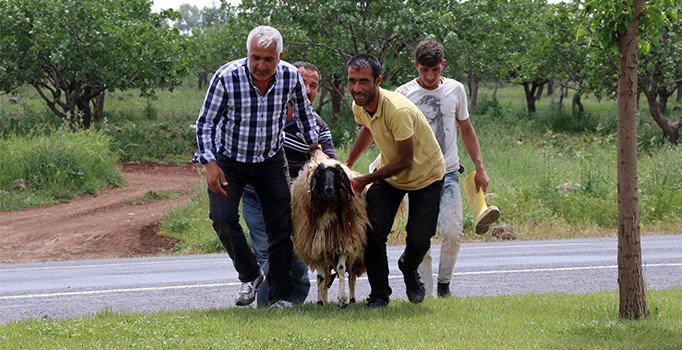 Kaçan kurbanlık koyun çevredekilere zor anlar yaşattı