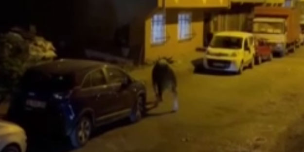 Kaçan kurbanlık mahalleyi birbirine kattı