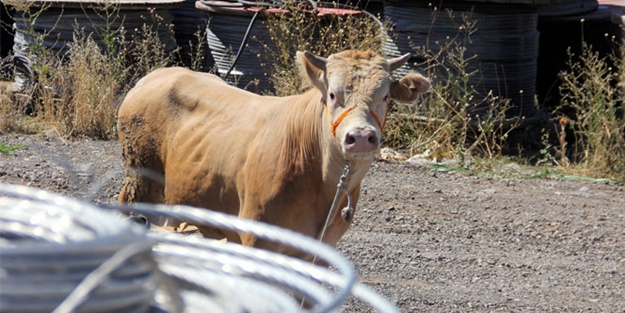 3 kişiyi hastanelik ettiler!