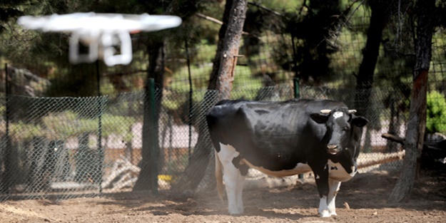 Kaçan kurbanlıklara kurtuluş yok! Havadan ...