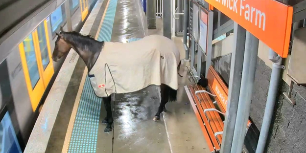 Kaçan yarış atı bakın nerede çıktı!