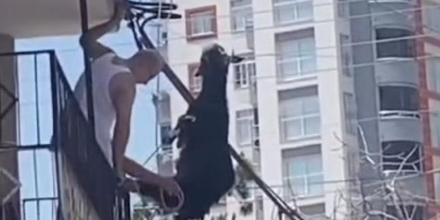 Kaçmak isteyen keçi telde asılı kaldı