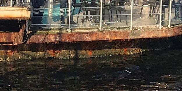 Kadıköy sahilinde erkek cesedi bulundu
