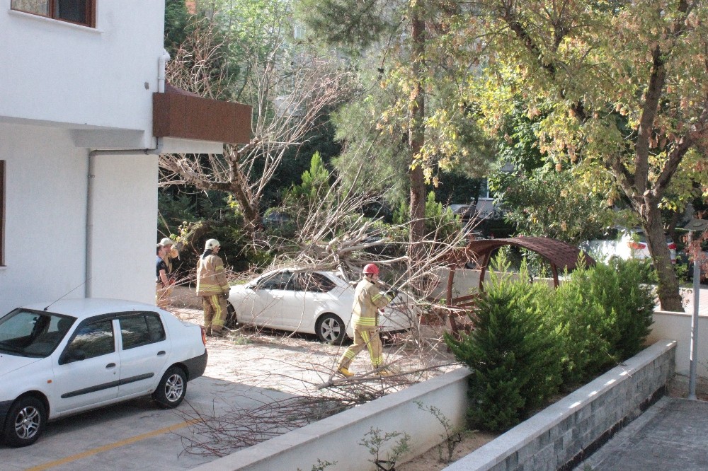 Kadıköy’de devrilen ağaç paniğe yol açtı 