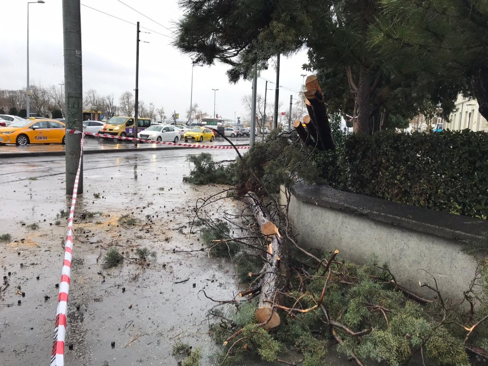 Kadıköy’de enerji teline ağaç devrilmesiyle nostaljik tramvay seferleri bir süre durdu 