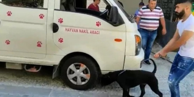 Kadıköy’de köpek saldırısı! Serbest bırakan sahibine para cezası yağdı