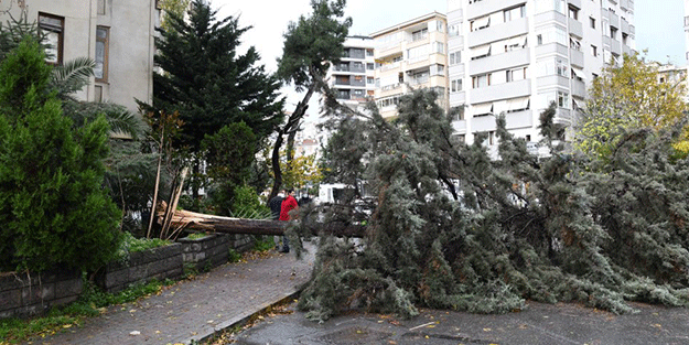 Kadıköy'de şiddetli fırtına ağaç yıktı!