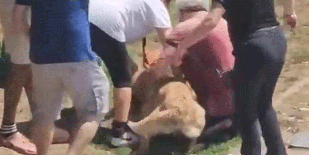 Kadıköy'de tasmasız köpek dehşet saçtı