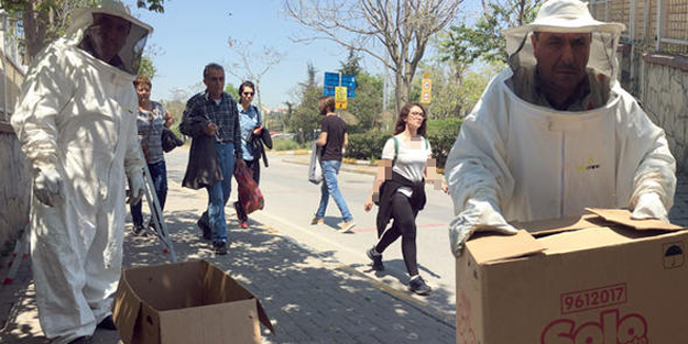 Kadıköy'ü arılar bastı!