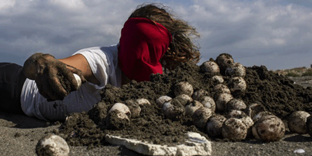 Kadim deniz kaplumbağalarının tehlikeli yolculuğu böyle görüntülendi