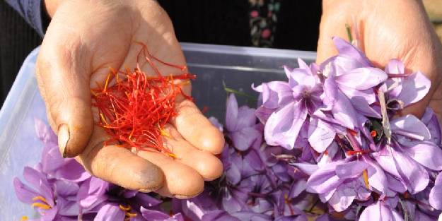 ‘Kadın Elinden Safran’ projesi