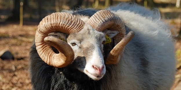 Kadın eşinden habersiz kurban kesebilir mi?