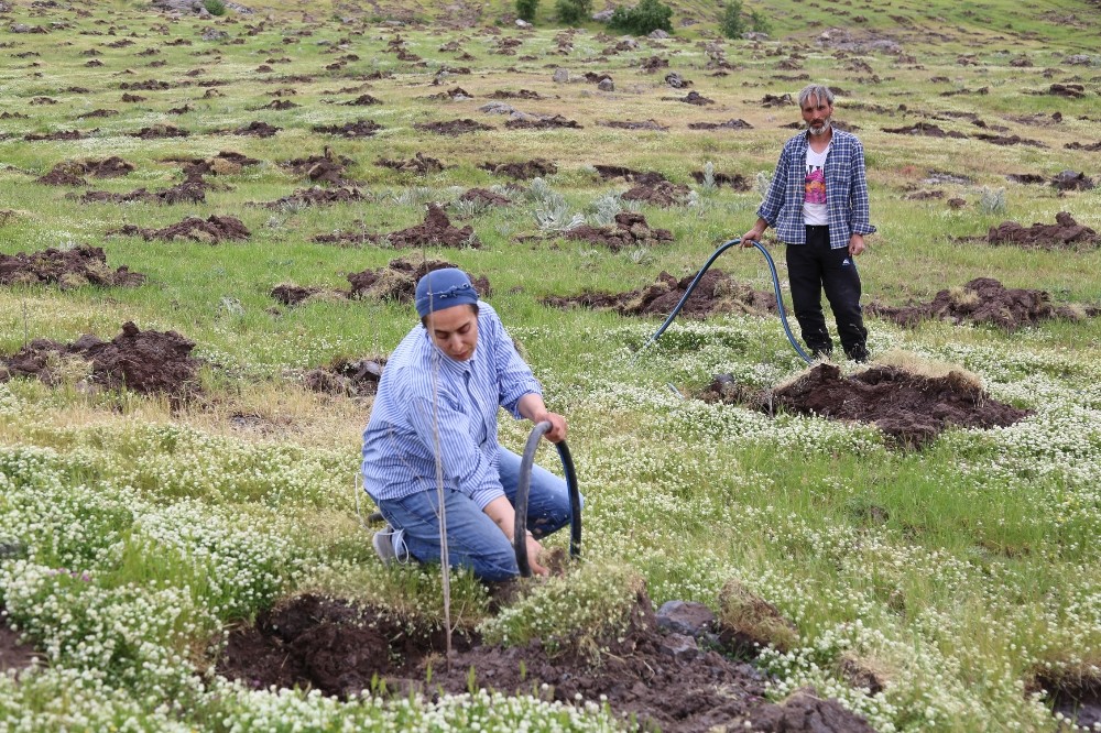 Kadın girişimci Türkiye’nin en büyük ipek böceği üretimi için dut bahçesi kurdu 