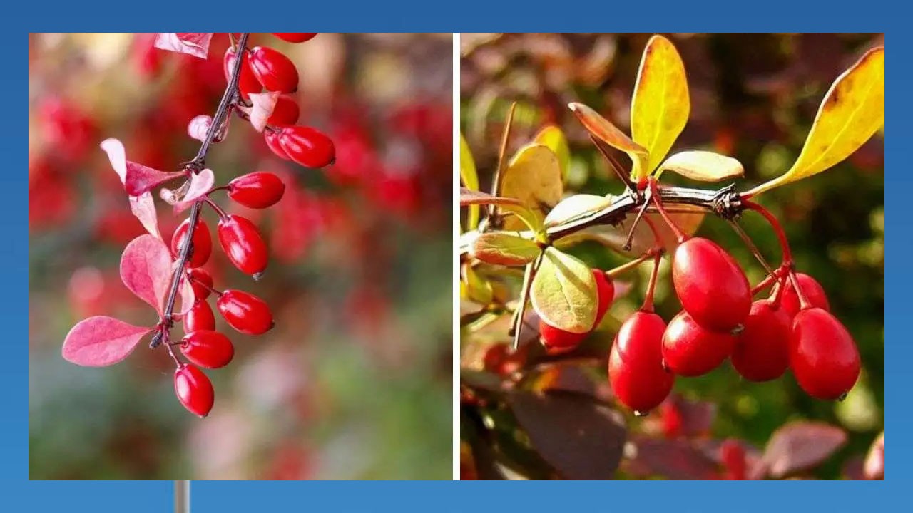 Kadın tuzluğu bitkisinin faydaları!