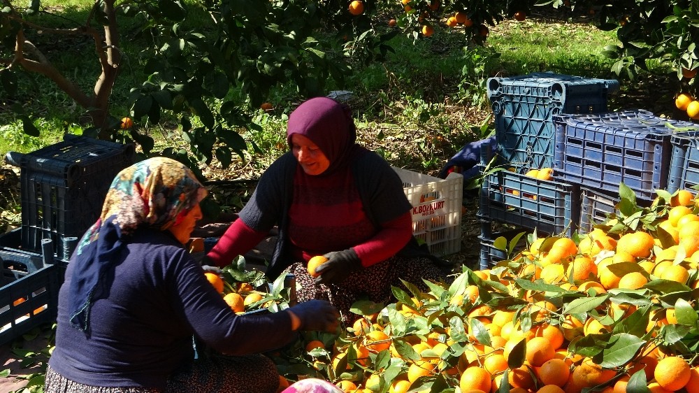 Kadınlar Günü’nü portakal hasadıyla geçirdiler 