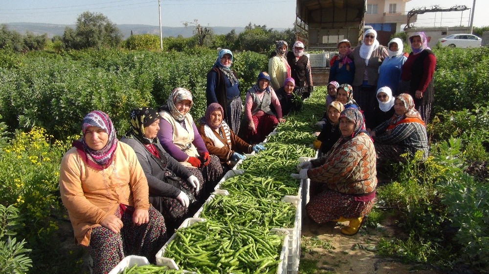Kadınlar Günü’nü tarlada çalışarak kutladılar 